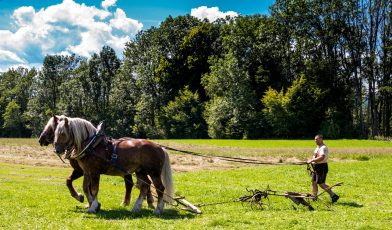 Rosserer-und-Fuhrleiddog-1005065