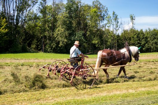 Rosserer-und-Fuhrleiddog-1005206