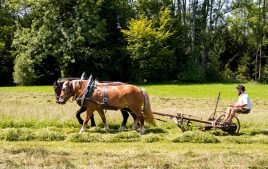 Rosserer-und-Fuhrleiddog-1005208