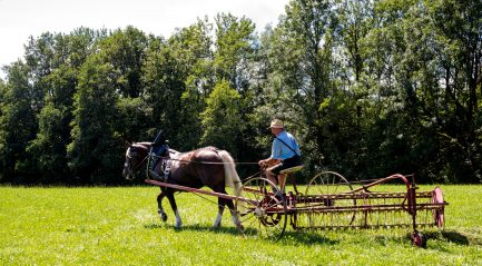Rosserer-und-Fuhrleiddog-1005214