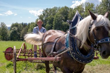 Rosserer-und-Fuhrleiddog-1005219