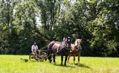Rosserer-und-Fuhrleiddog-1005237