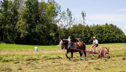 Rosserer-und-Fuhrleiddog-1005243