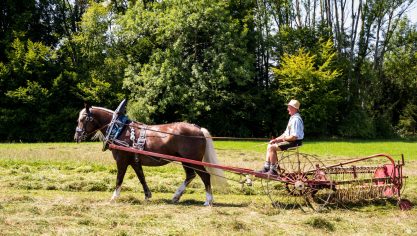 Rosserer-und-Fuhrleiddog-1005246