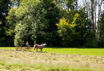 Rosserer-und-Fuhrleiddog-1005253