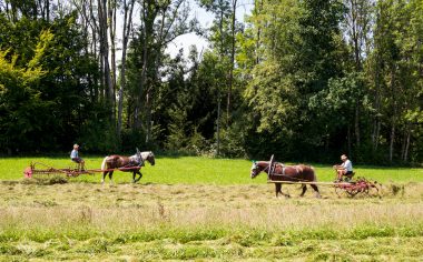 Rosserer-und-Fuhrleiddog-1005255