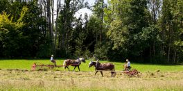 Rosserer-und-Fuhrleiddog-1005256