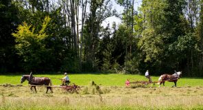 Rosserer-und-Fuhrleiddog-1005263