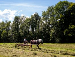 Rosserer-und-Fuhrleiddog-1005283