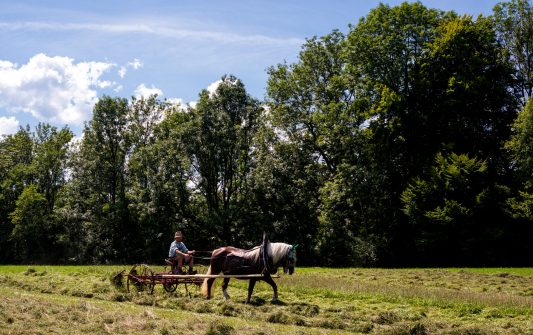 Rosserer-und-Fuhrleiddog-1005284