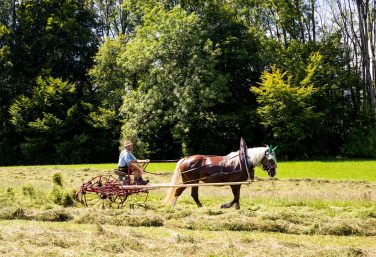 Rosserer-und-Fuhrleiddog-1005293