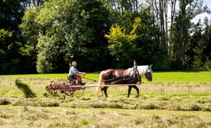 Rosserer-und-Fuhrleiddog-1005294