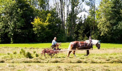Rosserer-und-Fuhrleiddog-1005297