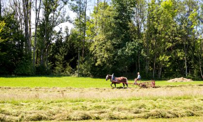 Rosserer-und-Fuhrleiddog-1005299