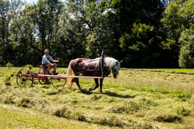 Rosserer-und-Fuhrleiddog-1005321