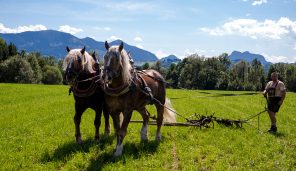 Rosserer-und-Fuhrleiddog-1005360