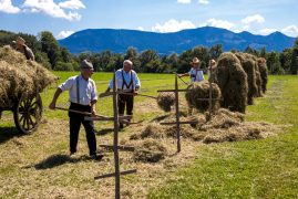 Rosserer-und-Fuhrleiddog-1005377