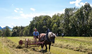 Rosserer-und-Fuhrleiddog-1005386