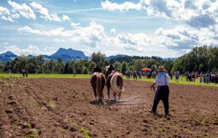 Rosserer-und-Fuhrleiddog-1005433