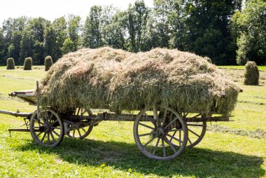 Rosserer-und-Fuhrleiddog-1005453