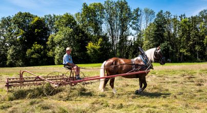 Rosserer-und-Fuhrleiddog-1100741