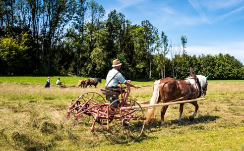 Rosserer-und-Fuhrleiddog-1100777