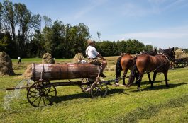 Rosserer-und-Fuhrleiddog-1100807