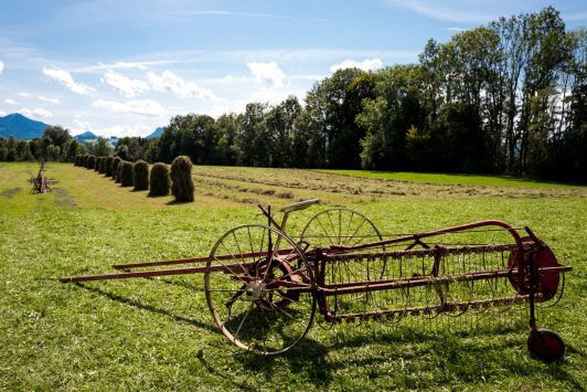 Rosserer-und-Fuhrleiddog-1100885