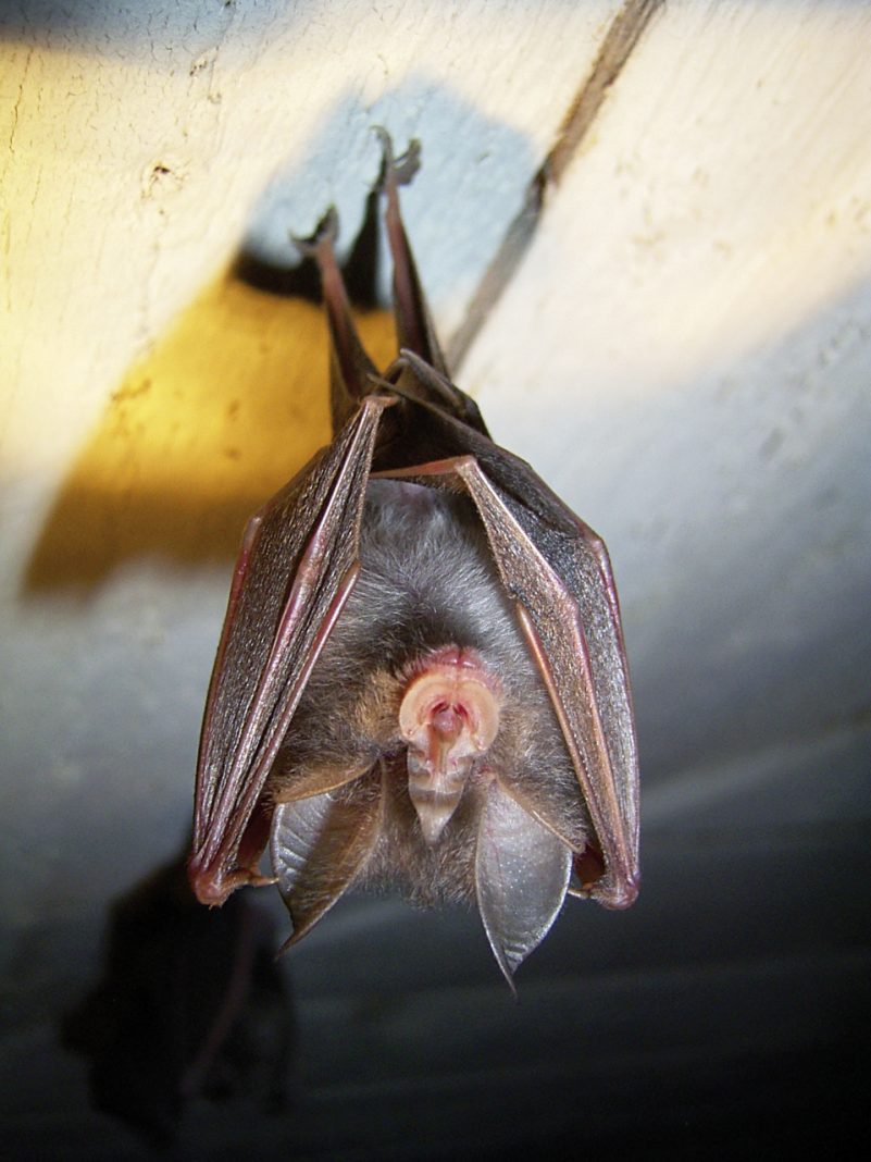 prien_fuehrung_fledermaus_XX_small