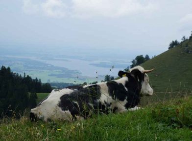 Auf einen Ratsch bei der Michlalm V