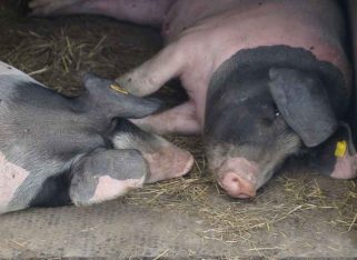 Auf einen Ratsch bei der Michlalm VI