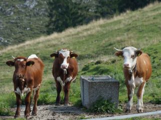 Auf einen Ratsch bei der Michlalm VII
