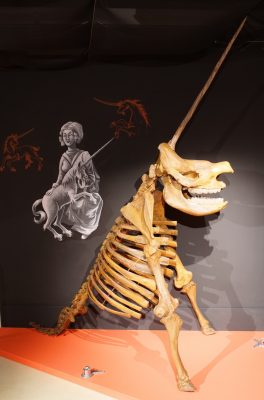 Einhorn ohne Reling_resized