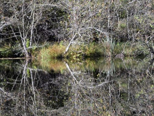 a_04 EglseeNaturdenkmal