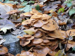 a_08 EglseeNaturdenkmal