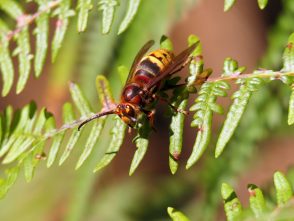 a_13 EglseeNaturdenkmal