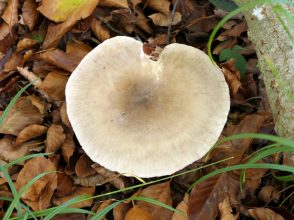 a_14 EglseeNaturdenkmal