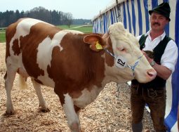 1SchnaiterHias, Bernau