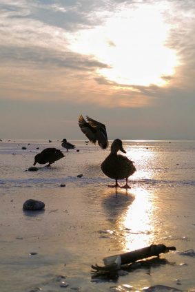 kl-20180301_165633~2