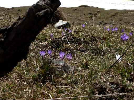 10_Euzenau_Krokusbluete - Kopie