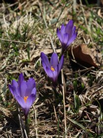 11_Euzenau_Krokusbluete - Kopie