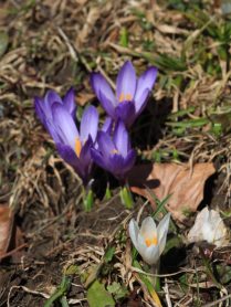 12_Euzenau_Krokusbluete - Kopie