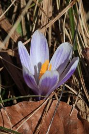 13_Euzenau_Krokusbluete - Kopie