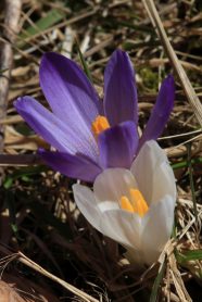 14_Euzenau_Krokusbluete - Kopie
