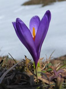 15_Euzenau_Krokusbluete - Kopie