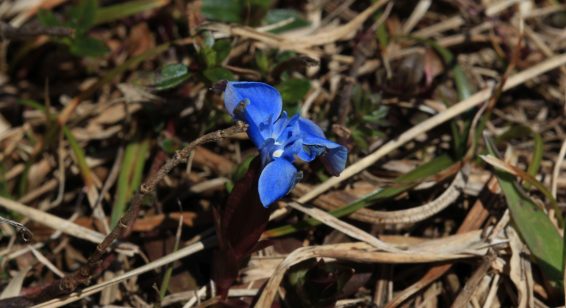 16_Euzenau_Fruehlingsenzian - Kopie