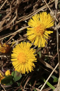 17_Euzenau_Huflattich - Kopie