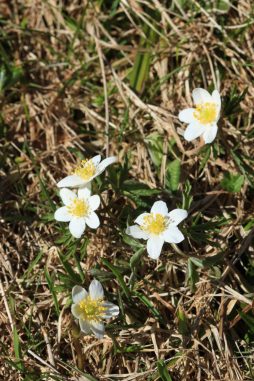 20_Bruchfeld_Anemonen - Kopie