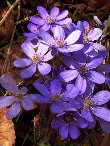 21_Bruchfeld_Leberbluemchen - Kopie