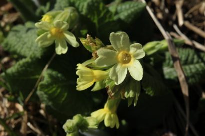 22_Bruchfeld_Schluesselblume